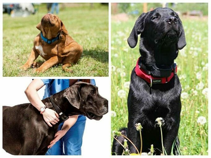 Die 7 Besten Flohhalsbänder Für Hunde Mai 2021. Bewertungen - The Goody Pet