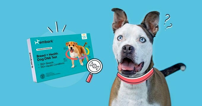 Die Besten Hunde-DNA-Tests – Wisdom Panel Vs. Embark