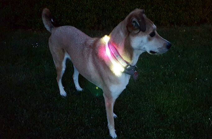 Die Besten Im Dunkeln Leuchtenden LED-Hundehalsbänder Und -leinen
