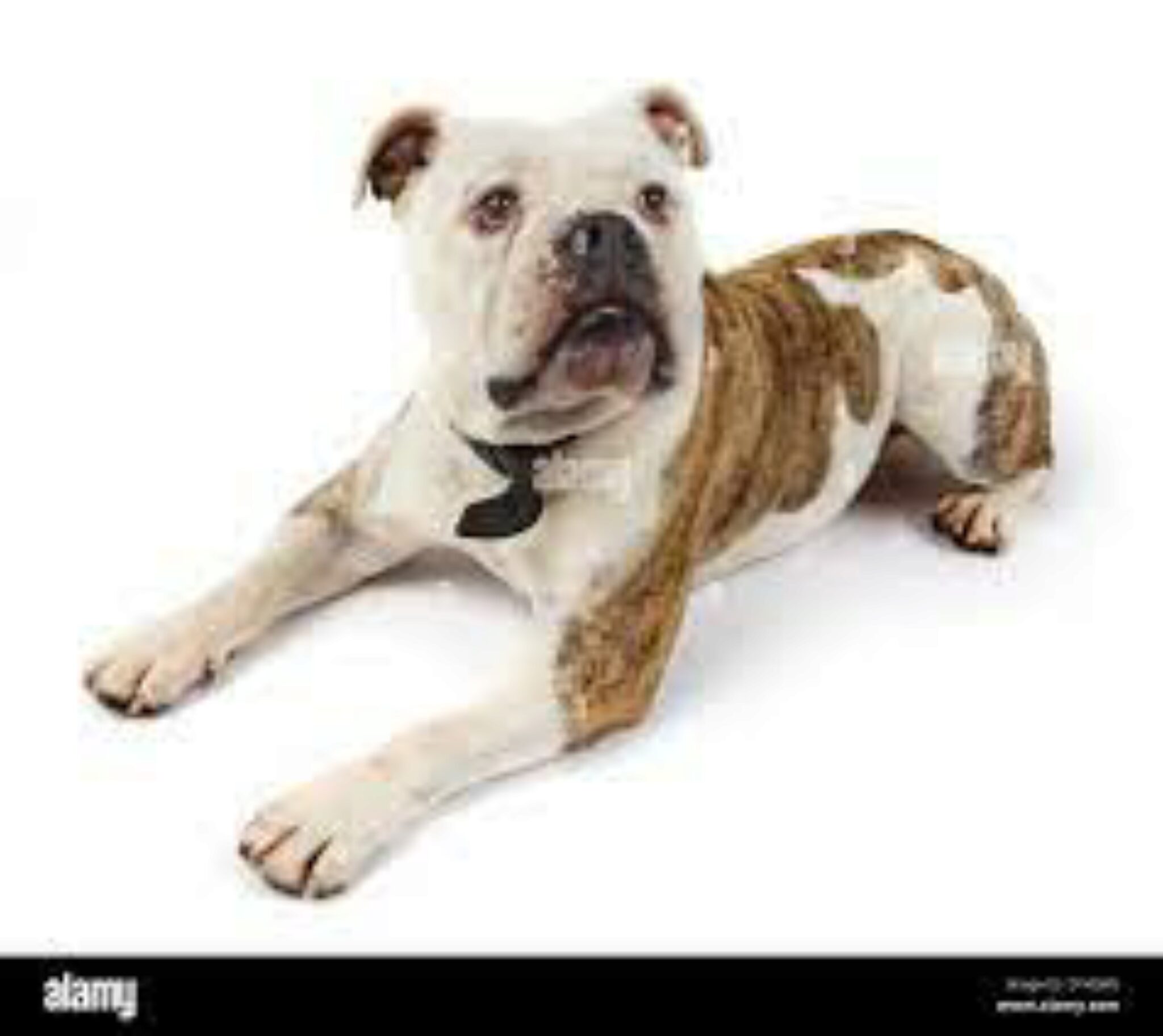 Schnauzer Bulldog Mix Englische Bulldogge & Zwergschnauzer. Bilder, Eigenschaften & Fakten