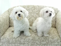 Sind maltesische Hunde ganz weiß