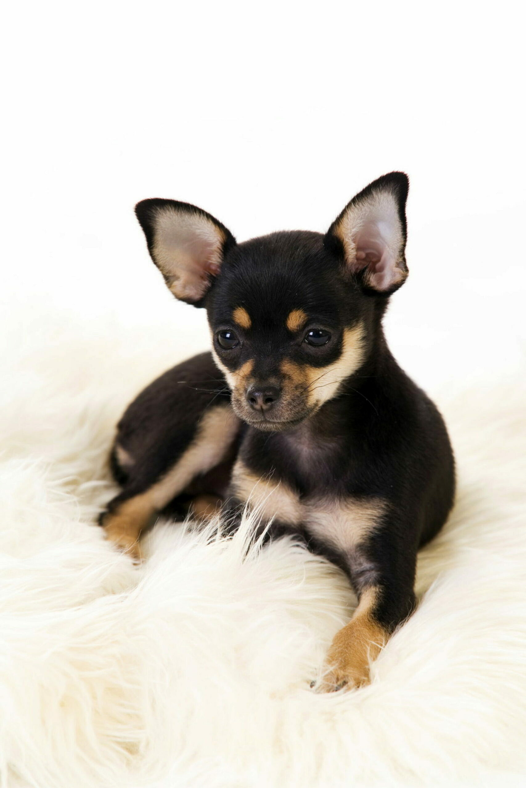 Was Ist Ein Ratten Terrier Chihuahua RatCha Mix?