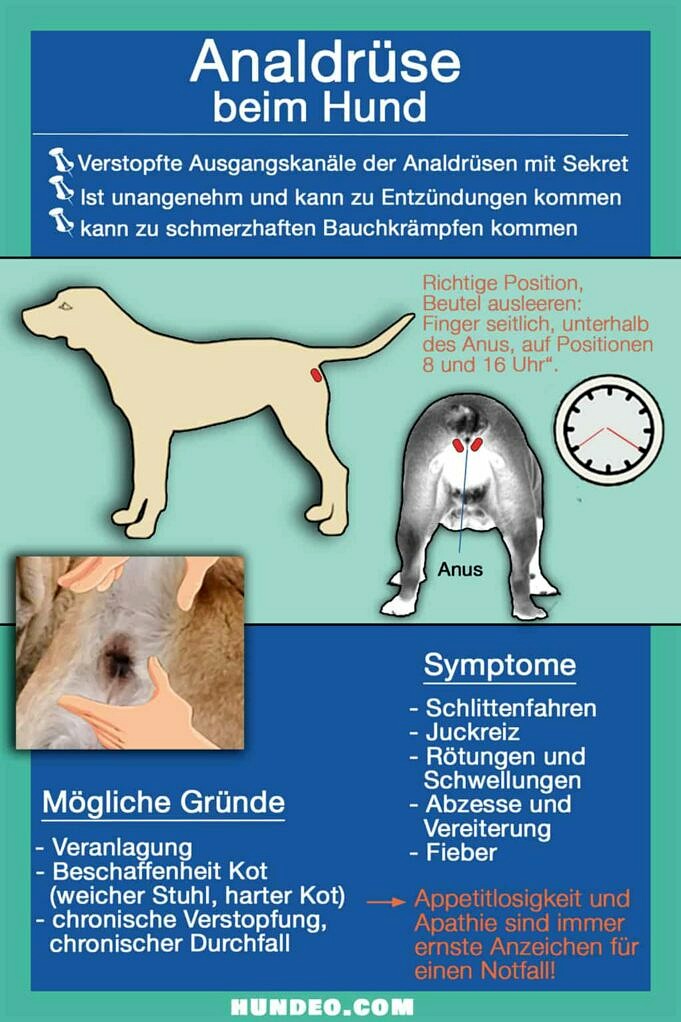 Was Man Einem Verstopften Hund Gibt Anzeichen, Ursachen Und Behandlung